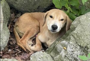 Puppy Reportedly Found With Brutally Crushed Ribs and Hip Bones Deserves Justice