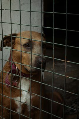 44 Dogs Allegedly Trapped in Filthy Kennels Without Water: Demand ...