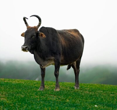 Highway-Struck Cow Seemingly Vanishes Before Rescue: Pursue Offenders