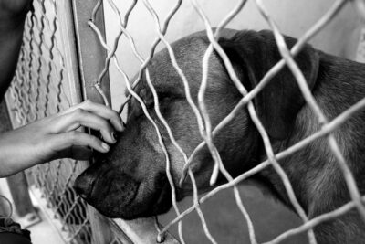 Overrun Shelters Signal Pet Dumping: Seek Prosecutions for Animal ...