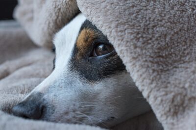 Demand Justice for Over 50 Animals Reportedly Rescued From Filthy Home ...