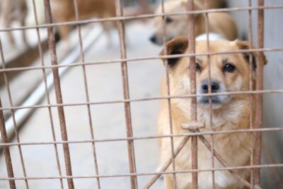 37 Dogs Allegedly Kept in Filthy Stacked Kennels: Demand Justice ...