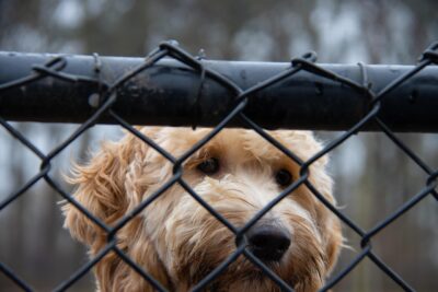 Demand Justice for Children and Dogs Allegedly Found in Dangerously ...