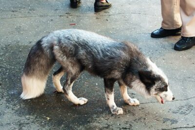 Severely Starved Dogs and Neglected Cats Allegedly Found in Vacated ...