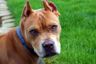 Demand Justice for 19 Animals Allegedly Rescued From Filthy Residence ...