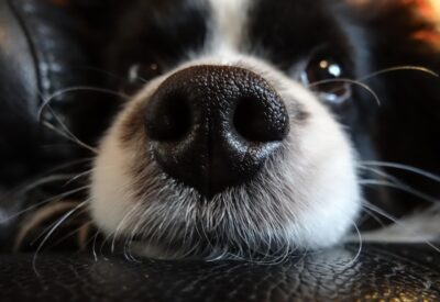 Demand Justice for Nine Dogs Allegedly Found Suffering in Unsanitary ...