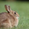 Demand Justice for Rabbit Allegedly Swung by Ears and Thrown to the Ground