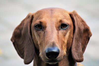 Demand Justice for Animals Allegedly Kept in Filthy Conditions by ...