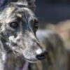 Stop Export of Greyhounds After Six Alleged Deaths During Transport