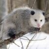 Opossum Allegedly Catapulted for Online Stunt: Demand Accountability