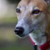 Stop Alleged Euthanizing of Greyhounds for Not Meeting Racing Standards