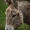 Farm Reportedly Strewn With Donkey and Horse Carcasses: Demand Maximum Penalties