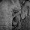 Starving Captive Wildlife and Abused Working Elephants Demand Justice