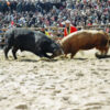 Stop Forcing Bulls to Fight for Profit Amid Abuse Allegations