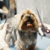 Justice for Dog Reportedly Beaten and Lifted by Throat Inside Grooming Business