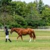 Horse Trainer Accused of Kicking and Beating Horse During Training Session: Demand Justice