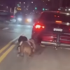 Dogs Apparently Dragged Behind Moving Car and Suffering Serious Injuries Deserve Justice