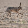 Stop Illegal, Violent Pursuit of Hares With Dogs