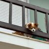 Seek Justice: Dog Allegedly Abused on Balcony in Disturbing Video