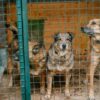 Dogs Allegedly Starved and Left in Freezing Temperatures: Demand Justice
