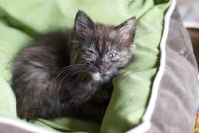 Animals Allegedly Found Dead, Frozen, and Starving on Property: Demand ...