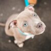 Pit Bull Puppies Allegedly Found Sick: Take Action Against Owner