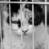 Animals Allegedly Euthanized Without Sedation: Demand Urgent Accountability