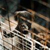 Find and Punish Perp Who Imprisoned Puppy in Freezing Cage of Death