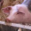 Stop Offering Pork Products During Children’s Shows About Animals