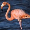 Flamingo Allegedly Kidnapped From Habitat and Roughly Handled: Seek Justice