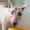 Dog Apparently Covered in Graffiti-Like Cosmetics by Actress: Demand Justice