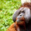 Save Orangutans From Poaching and Habitat Loss