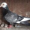 Pigeons Shot and Killed by Catapults as Children Film Animal Cruelty for Social Media: Seek Justice