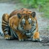 Starving Tigress Dies Alone As Habitat Fragmentation Forces Her From Territory: Demand Accountability