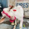 Goats and Chickens Allegedly Slaughtered in Broad Daylight at Temple: Seek Accountability