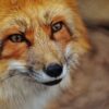 Ban Sport That Allegedly Masks Cruel, Illegal Foxhunting