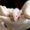 Stop Injecting Mice With Cancer Cells and Subjecting Them to Cruel Swim Tests