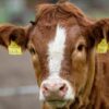 End the Heartless Dislocation and Brutal Slaughter of Young Calves at Live Auctions