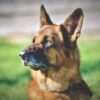 End the Alleged Abuse of Military Working Dogs