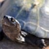 Over 100 Live Turtles Allegedly Stuffed in Sacks and Smuggled on Train: Demand Justice