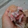 Justice for Newborn Kittens Allegedly Thrown Away to Die
