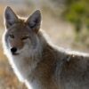 Denounce Execution of Urban Coyote