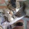 Animals Reportedly Found Dead and Decomposing in House: Seek Justice