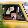 Dog Apparently Dies While Trapped in Hot Car: Demand Accountability