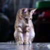 Over 20 Emaciated Cats Allegedly Found in Feces-filled Home: Seek Justice