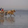 Horses Reportedly Forced to Race on Beach: Demand Justice