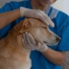 Dogs Allegedly Injected With Unknown Substances: Demand Immediate Investigation