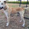 Dog Tied in Scorching Sun Demands Justice