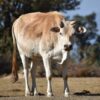 Cows Blown Apart by Bombs Hidden in Food Deserve Justice
