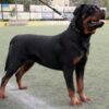 Kennel Operator Allegedly Abandons Rottweiler Near Trash: Take Action